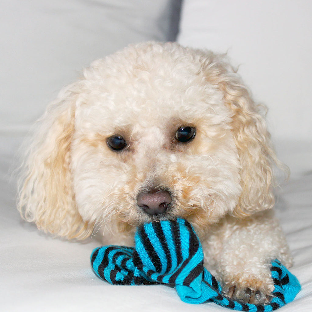 Meet Noah, The Sock Thief.